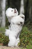 BICHON FRISE 306